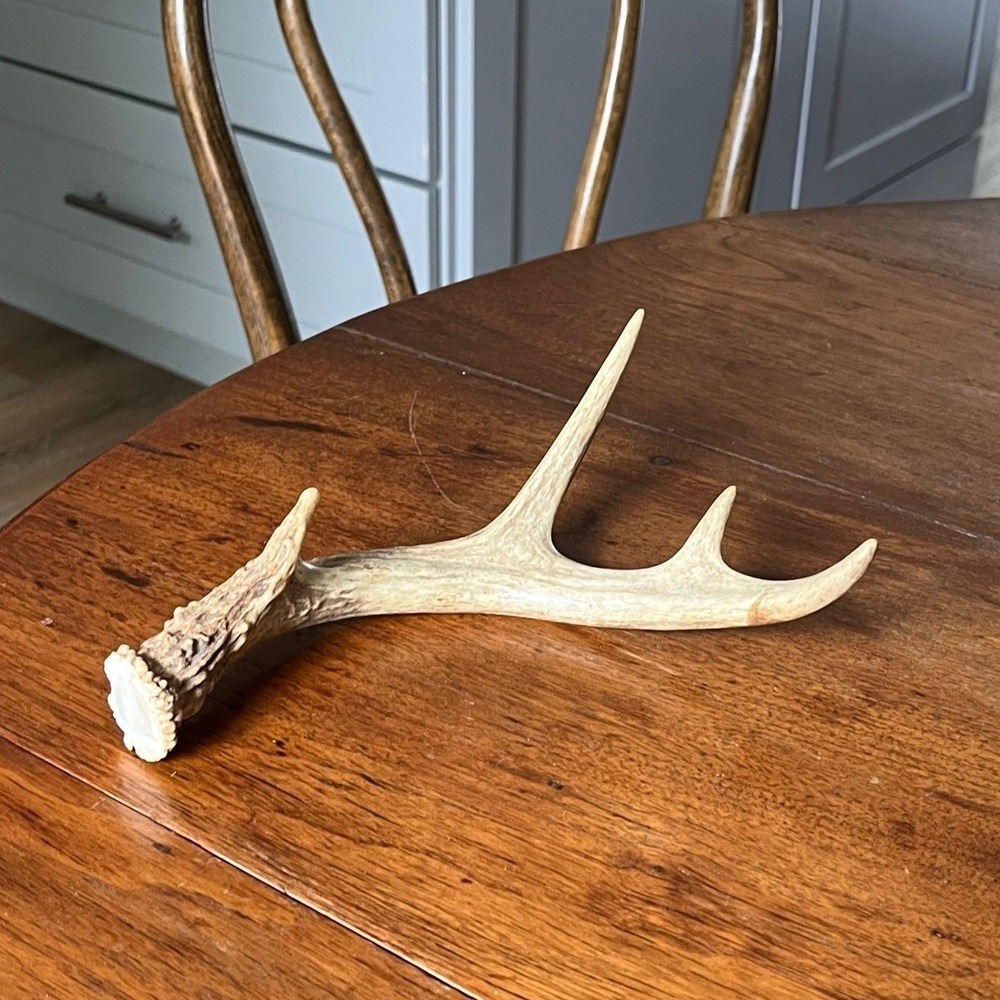 Natural Deer Antler